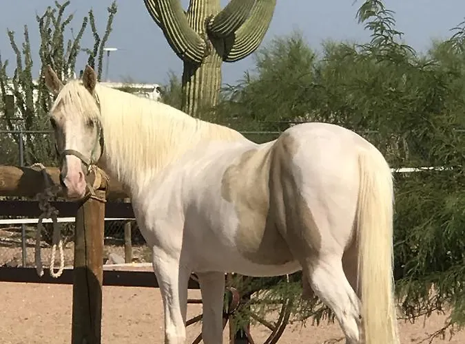 Superstiton Shadow Ranch Casita 2*